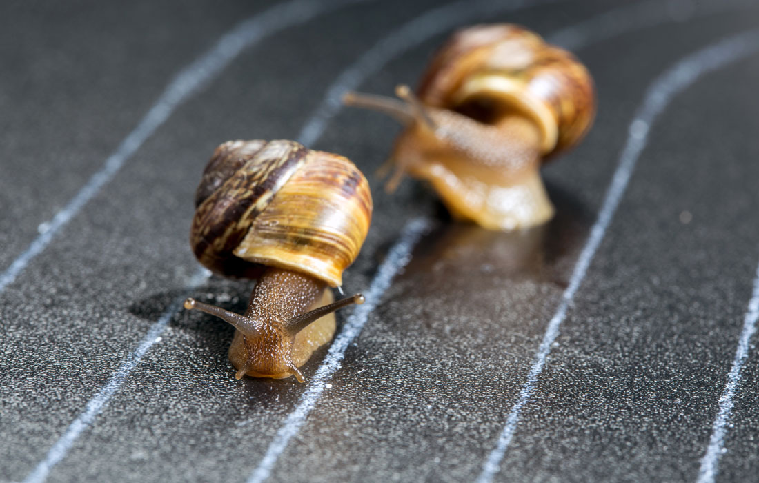 racing snails